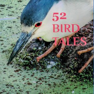 Book – 52 Bird Tales by Leah Norwood and Linda Fisher