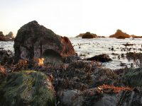 Sonoma Coast Volunteer Program Marine Education