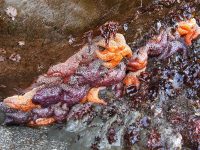 Sonoma Coast Volunteer Program Marine Education
