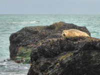 Sonoma Coast Volunteer Program Marine Education
