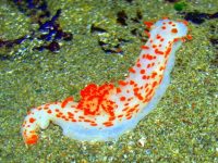 Sonoma Coast Volunteer Program Tidepool School and Roving Education
