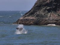 Sonoma Coast Volunteer Program Whale Watch