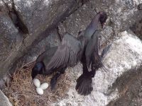 Sonoma Coast Volunteer Program Seabird Monitoring