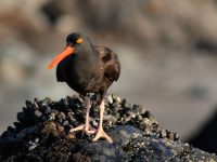 Sonoma Coast Volunteer Program Seabird Monitoring