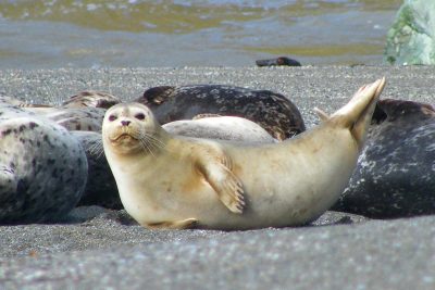 Marine Mammal Seminar with Dr. Sarah Allen