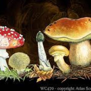 Magnet – Mushroom Magnet