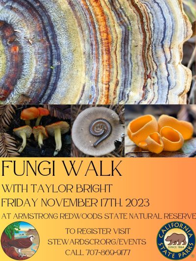 2023 Mushroom Hike in the Redwoods November
