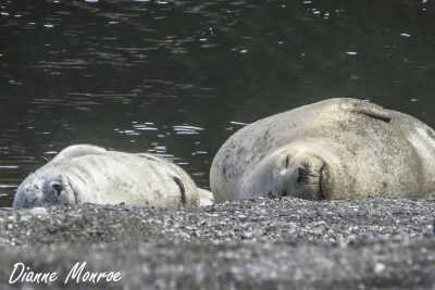 2024 Seal Watch Volunteer Training