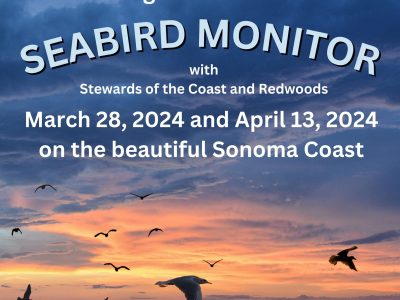 Become a Volunteer Seabird Monitor