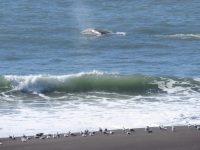 Sonoma Coast Volunteer Program Whale Watch