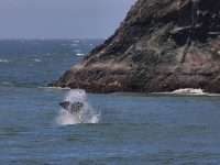 Sonoma Coast Volunteer Program Whale Watch