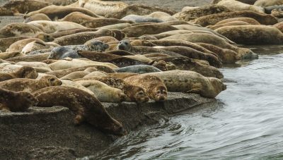 2019 Pinniped (Harbor Seal) Monitoring Volunteer Training