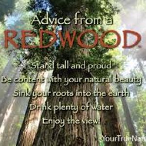 Magnet – Advice from a Redwood