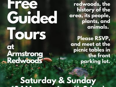 Free Guided Tours at Armstrong Redwoods 