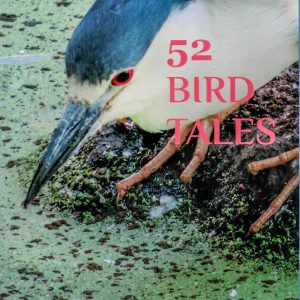Book – 52 Bird Tales by Leah Norwood and Linda Fisher