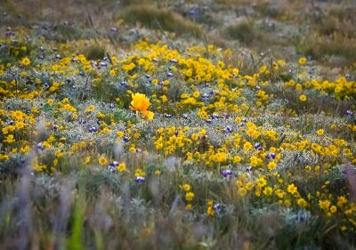 2019 Sonoma Coast Wildflowers