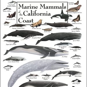 Poster – Marine Mammals of The California Coast (Sale!)