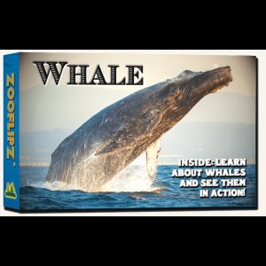 Flipbook – Whale
