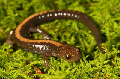 Snails, Slugs and Salamanders (Herpetology Seminar) 2020 Spring/Winter