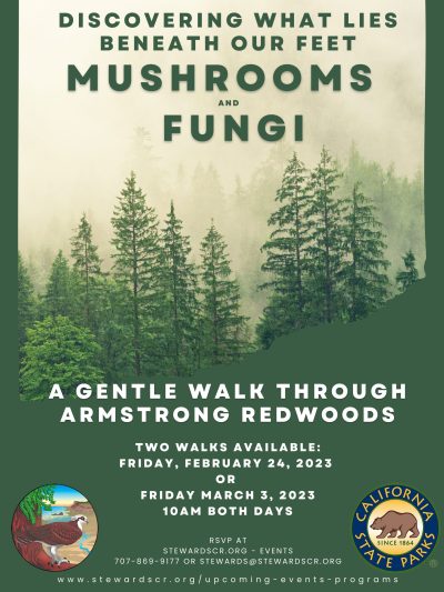 2023 Mushroom Hike in the Redwoods February