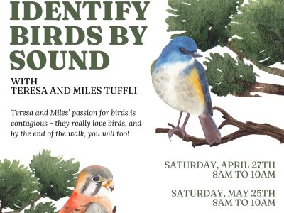 Learn to Identify Birds by Sound