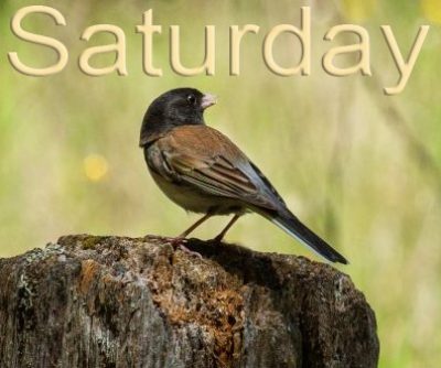 2022 Birding the Redwood Forest by Ear-Saturday