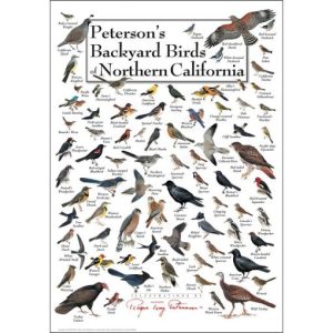 Poster-Peterson’s Backyard Birds of Northern California (Sale!)
