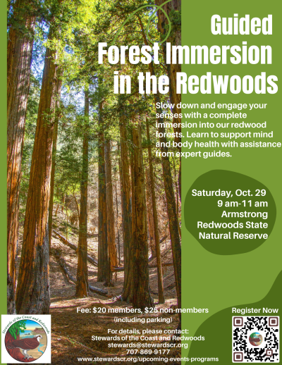 2022 Guided Forest Immersion in the Redwoods