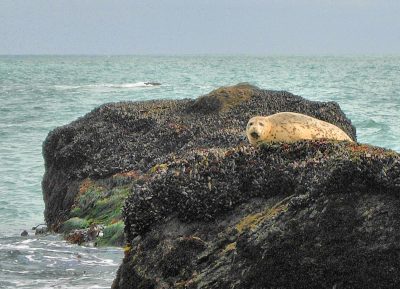 2022 Marine Mammal Seminar and Seal Watch Training