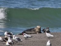 Sonoma Coast Volunteer Program Seal Watch