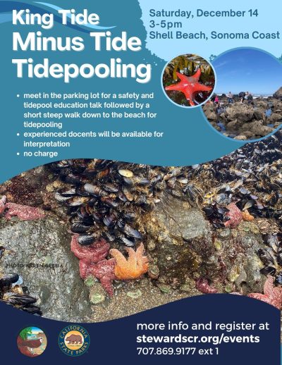2024 Minus Tide Tidepooling December