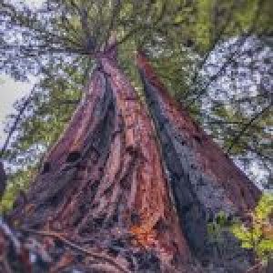 California State Park Passes