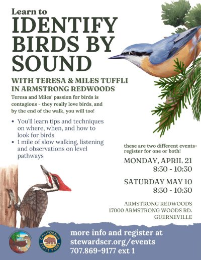2025 Birding the Redwood Forest by Ear April