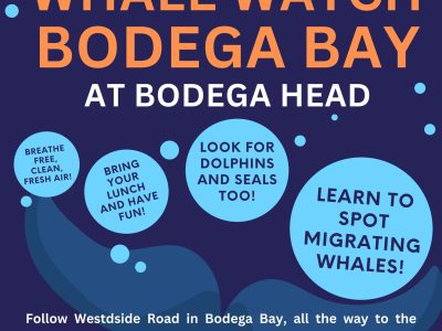 Last Two Weekends of the Season, May 23/24 and 30/31 with Stewards Official Whale Watchers for 2026!