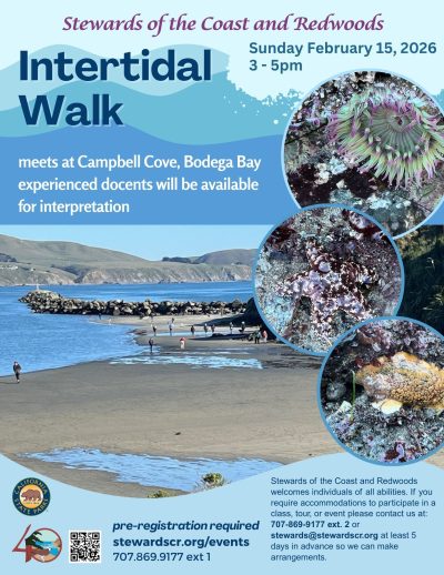 2026 February Intertidal Walk at Campbell Cove