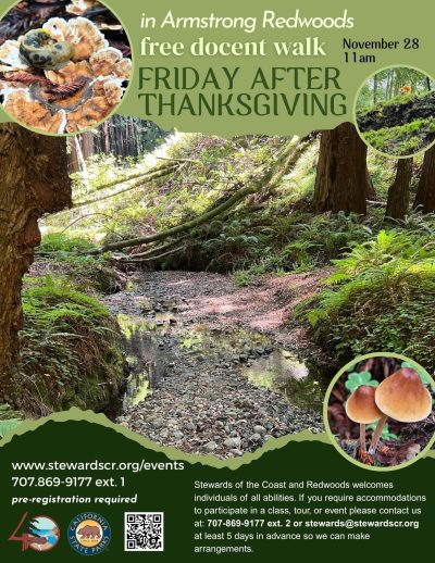 2025 Friday after Thanksgiving docent-led walk in Armstrong Redwoods