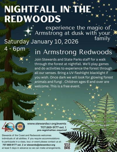 2026 January Nightfall in the Redwoods