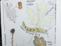 2026 Nature Journaling Beyond Beginner February