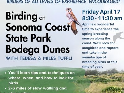 April Birding at Bodega Dunes