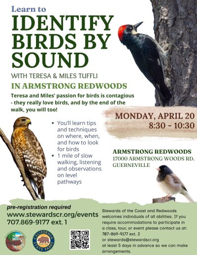 Birding the Redwood Forest by Ear 