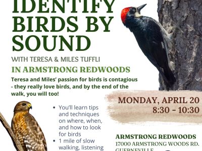 Birding the Redwood Forest by Ear