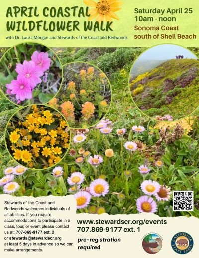 Easy Sonoma Coast April Wildflower Walk with Dr. Laura Morgan