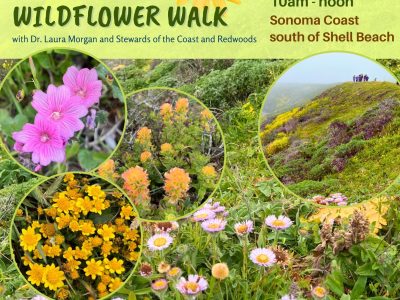 Easy Sonoma Coast April Wildflower Walk with Dr. Laura Morgan