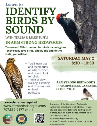 Birding the Redwood Forest by Ear
