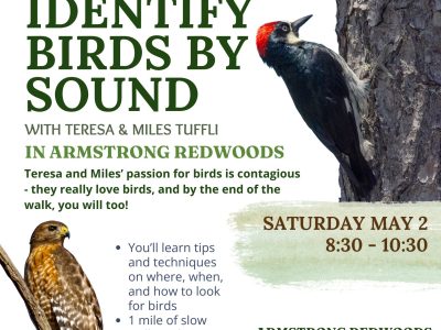 Birding the Redwood Forest by Ear