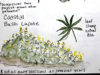 2026 Nature Journaling at the Sonoma Coast May 4th