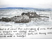 2026 Nature Journaling at the Sonoma Coast May 4th