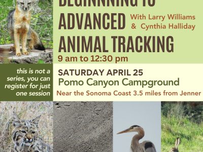 Learn to read animal tracks and signs in beautiful Pomo Canyon