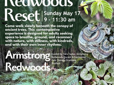 Redwoods Reset - A Contemplative Forest Immersion