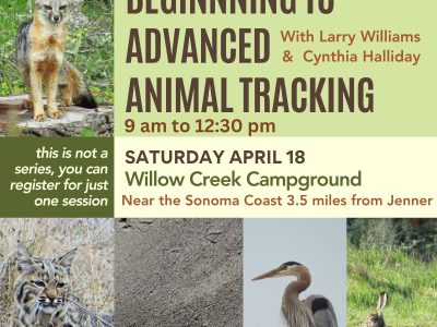 Learn to read animal tracks and signs in beautiful Willow Creek